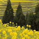 曲靖旅游 缩略图 6