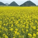 曲靖旅游 缩略图 3