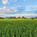 普洱旅游 缩略图 1