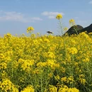 昆明旅游 缩略图 10