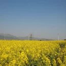 昆明旅游 缩略图 8