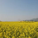 昆明旅游 缩略图 9