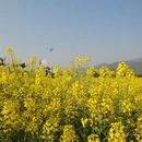 昆明旅游 缩略图 4