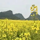 昆明旅游 缩略图 14