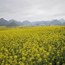 昆明旅游 缩略图 7