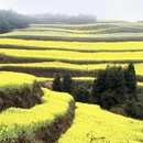 昆明旅游 缩略图 8