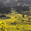 曲靖旅游 缩略图 5