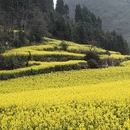曲靖旅游 缩略图 5
