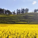 曲靖旅游 缩略图 12