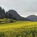 曲靖旅游 缩略图 4