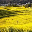 曲靖旅游 缩略图 16