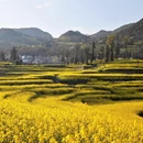 曲靖旅游 缩略图 14