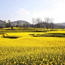 曲靖旅游 缩略图 18