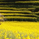 曲靖旅游 缩略图 13