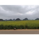 曲靖旅游 缩略图 2