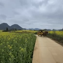 保山旅游 缩略图 6