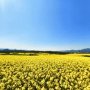保山旅游 缩略图 5