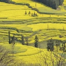 普洱旅游 缩略图 3