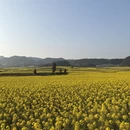 昆明旅游 缩略图 10