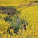 昆明旅游 缩略图 5