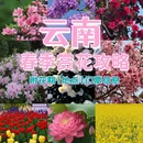 昆明旅游 缩略图 1