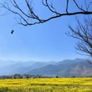 大理州旅游 缩略图 2
