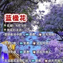 昆明旅游 缩略图 9