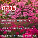 昆明旅游 缩略图 8