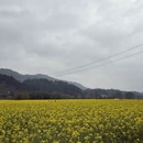 曲靖旅游 缩略图 3