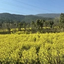 昆明旅游 缩略图 7