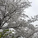 苏州旅游 缩略图 8
