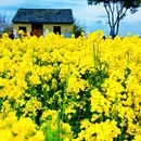 上海旅游 缩略图 4