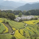 黄山旅游 缩略图 5