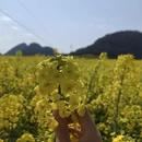 昆明旅游 缩略图 6