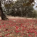 临沧旅游 缩略图 7
