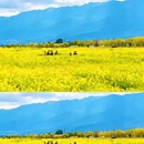 大理州旅游 缩略图 5