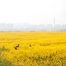 无锡旅游 缩略图 11
