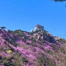 青岛旅游 缩略图 1