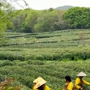 杭州旅游 缩略图 14