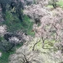 伊犁旅游 缩略图 2