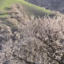 伊犁旅游 缩略图 9