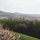 伊犁旅游 缩略图 1