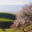 伊犁旅游 缩略图 3