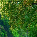 广州旅游 缩略图 8