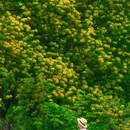广州旅游 缩略图 18