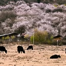 林芝旅游 缩略图 2