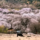 林芝旅游 缩略图 1