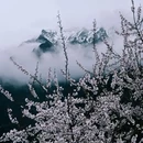 林芝旅游 缩略图 3