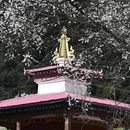 林芝旅游 缩略图 4