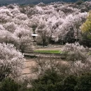 林芝旅游 缩略图 5